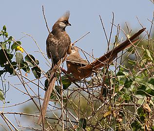 Braunfl&uuml;gel Mausvogel, Colius striatus kikuyuensi, Speckled Mousebird